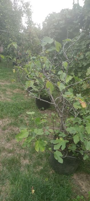 Smochini puieti aclimatizați frig