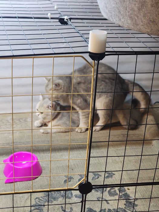 Вязка (текин) ва сақлаб туриш-передержка (пуллик)

Shotland fold mushu