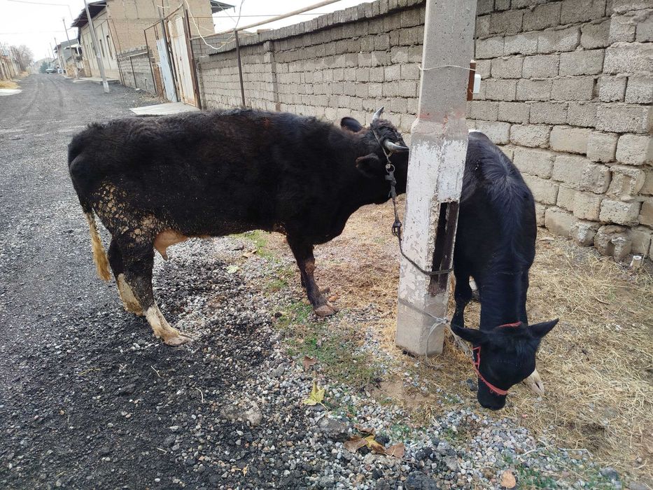 On-bola sigir mol,mesni