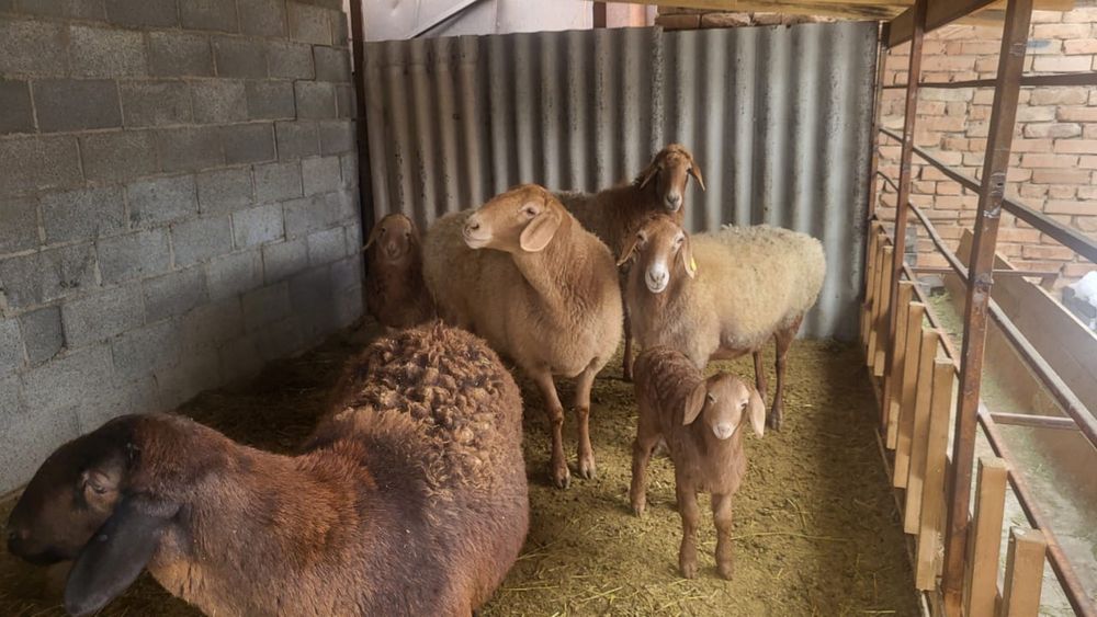 Продам маток котные