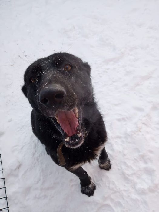 Собачка в добрые,ответственные  руки