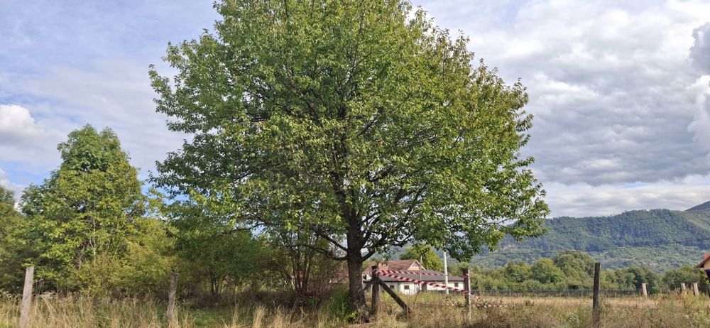 Teren de vanzare intravilan Bistra Muresului 4915 mp