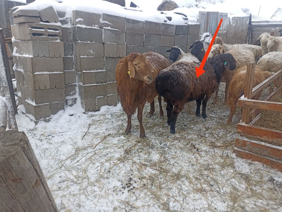 Кошкар Гиссар-Еділбай