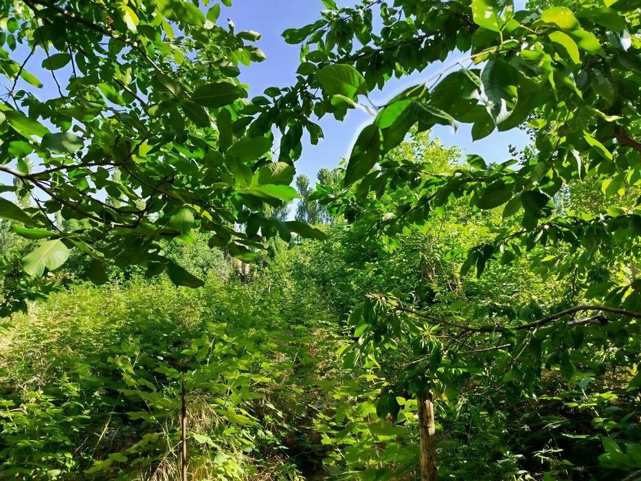 Ховли үй сотилади