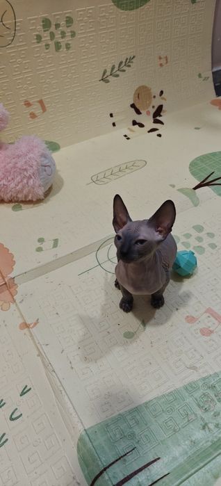 Котета Канадски Сфинкс