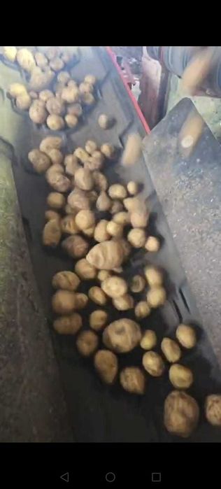 картофель продам оптом