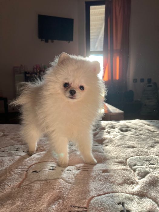 Женски мини померан