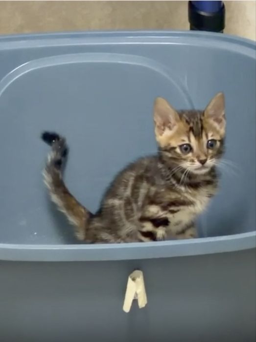 Бенгальский котенок с родословной