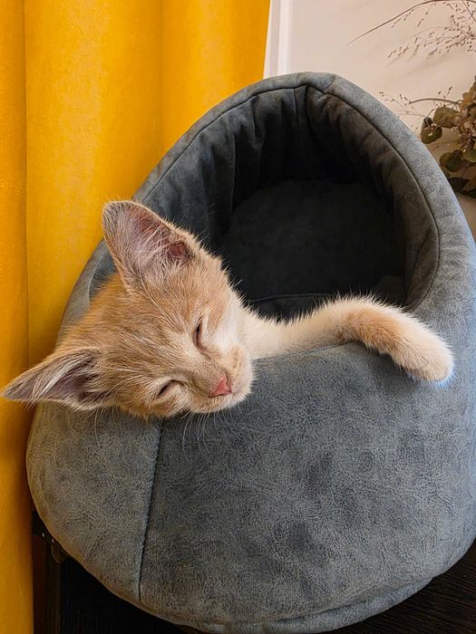 Ищем дом для котенка (прим. 4 мес)