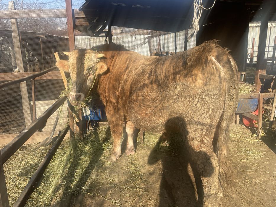 Продам быка, чистый швед