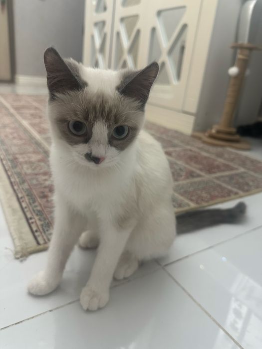 Котенок голубоглазая