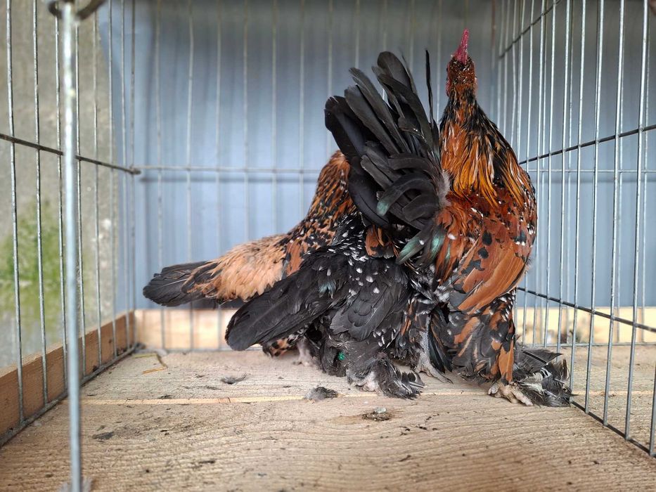 gaini Mii de Flori Auriu Portelan