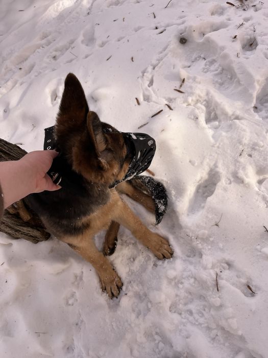 Немецкая овчарка