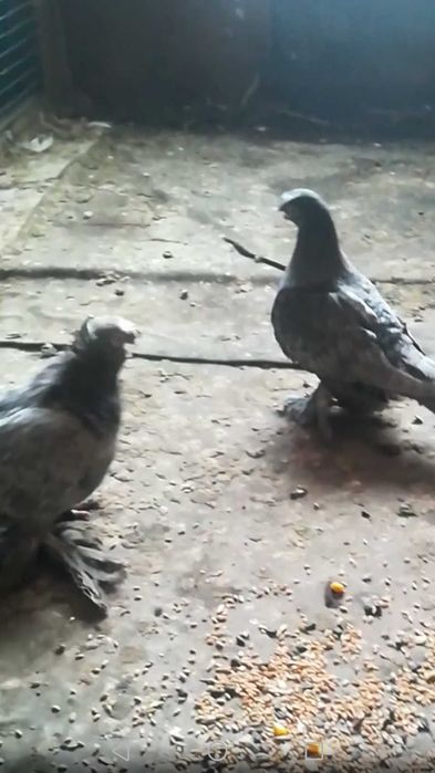 Продам голубей одногнездки