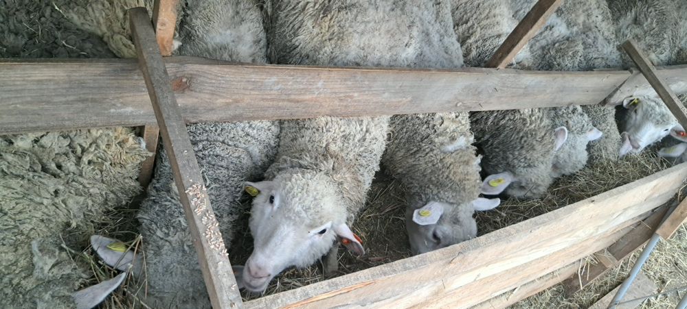 Продавам агнета и овце ил дьо франс