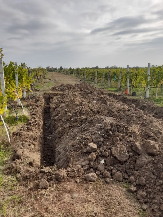 Irigati  vita  de vie   picurare, automatizare , pompe