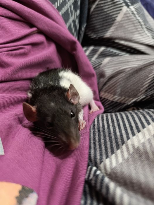 Продам декоративных крыс