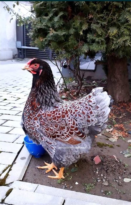 Ou pt incubat wyandotte