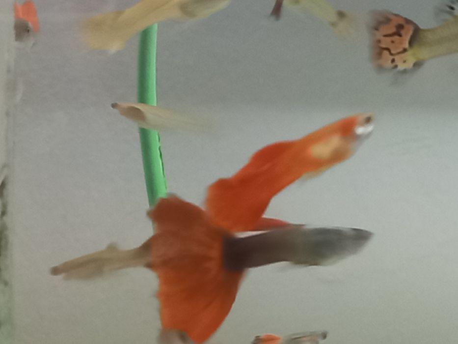 Продам гупи петушков