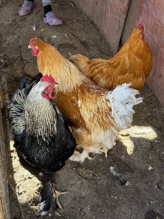 Продаются петухи
