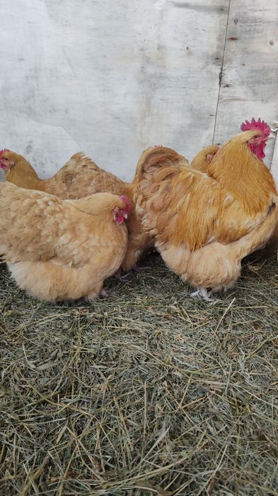 Vând oua incubat rasa Orpington negru și galben și Cochinchina