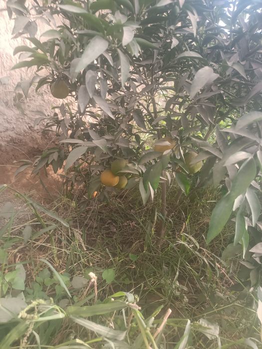 Yer uchastka sotiladi srochno