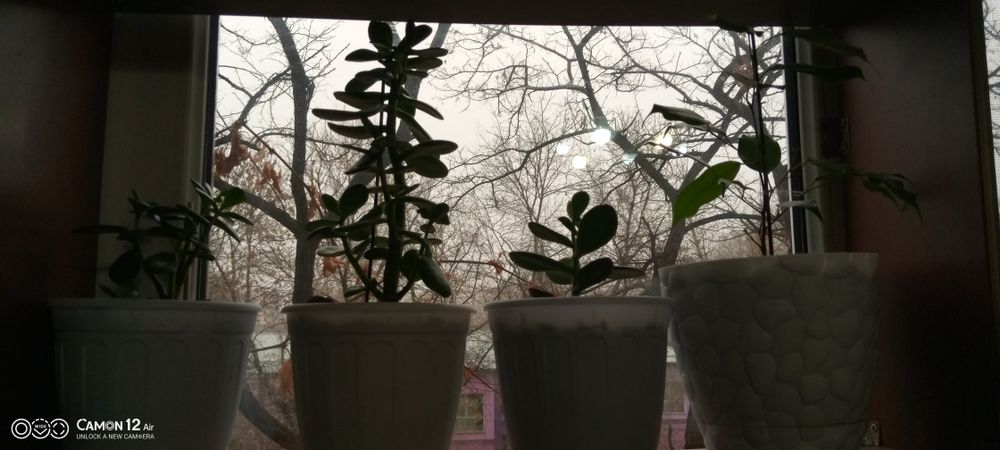 Цветы для офиса и дома разные