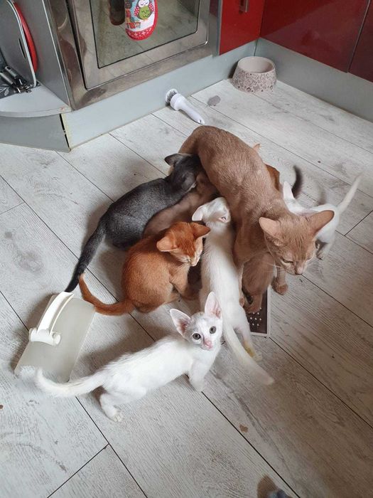 Белые чаузята впервые в Алматы