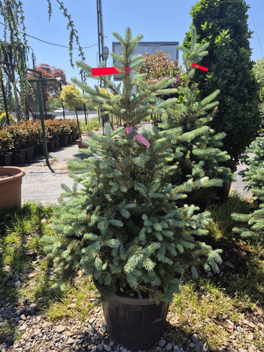Laur englezesc photinia Red Robin leylandi