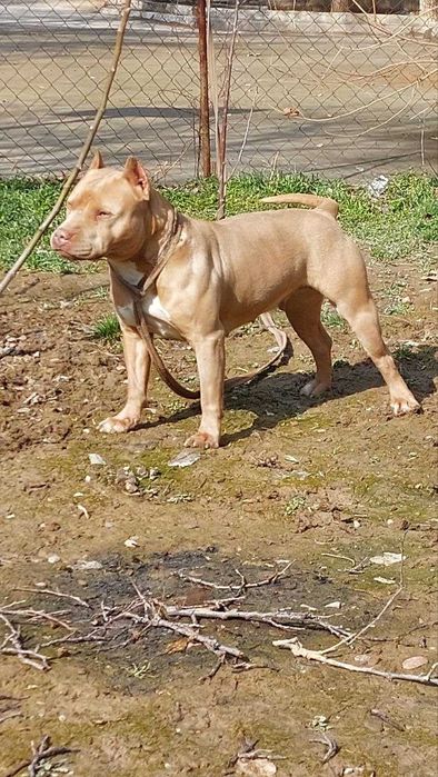 Пит-бультерьер продается