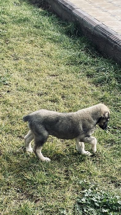 щенки алабая.