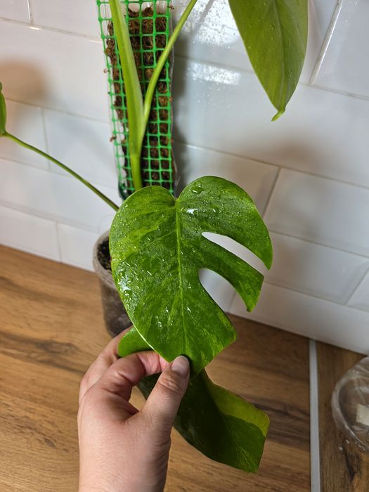 Монстера Грин он Грин Monstera 'Green on Green'