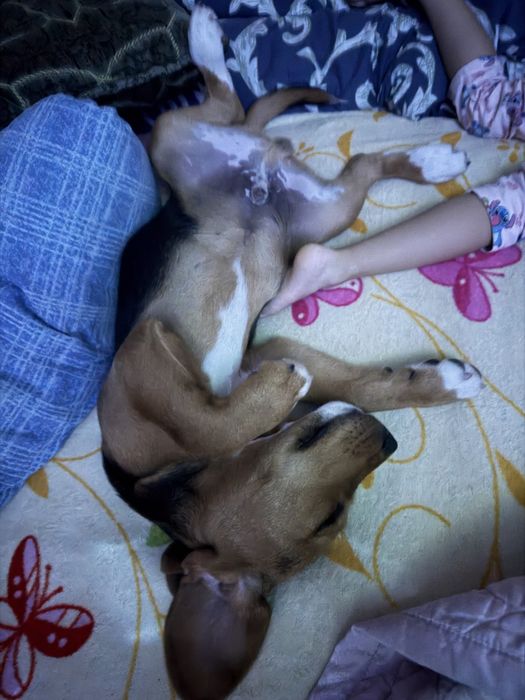 Продам щенка породы Бигль