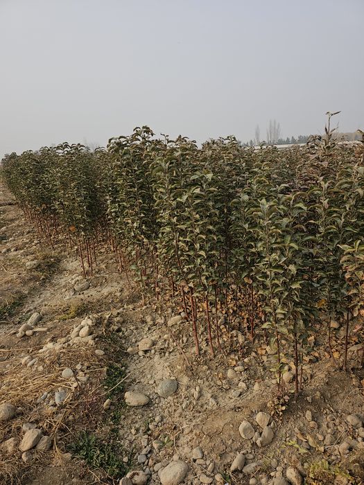 Фруктовые саженцы