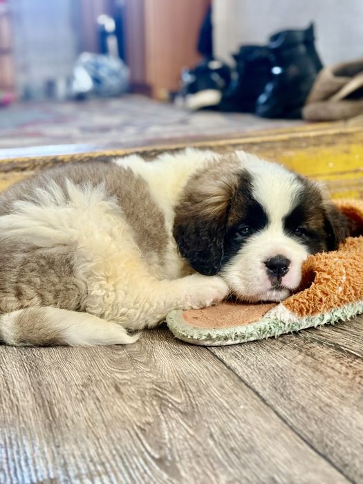 Девочка сенбернара 2 месяца