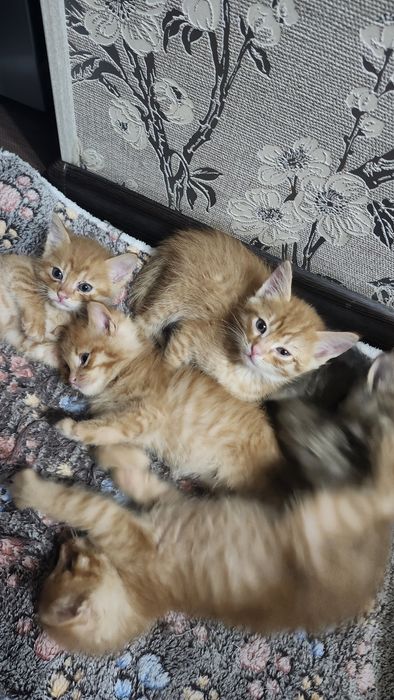 Отдам рыжих котят