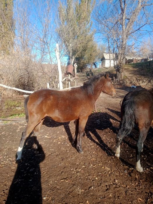 Продам кобылу 2-х летка