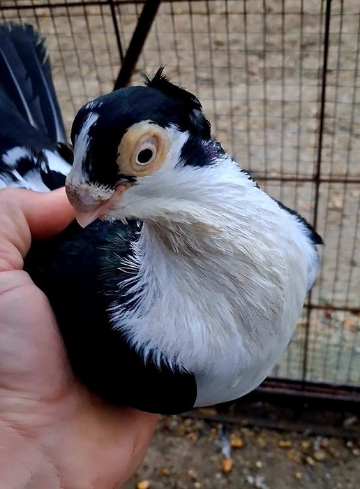 Schimb cu gainusi sau fazani