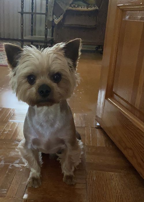 Вязка Йоркширский терьер Шымкент