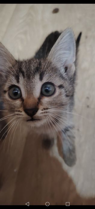 Котики маленькие