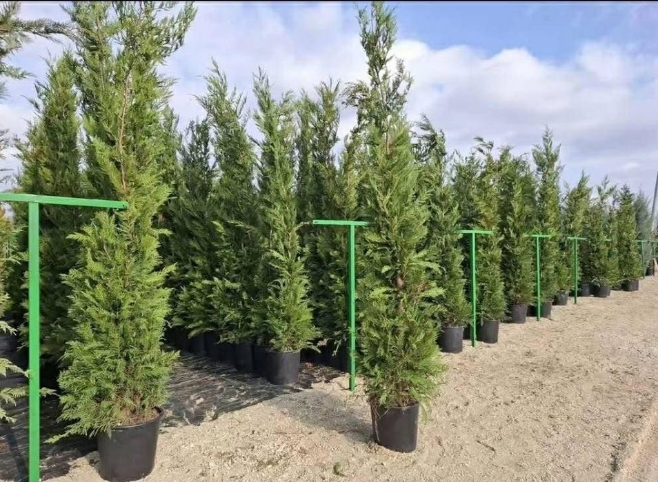 Tuia leylandii perfecta pentru curtea ta