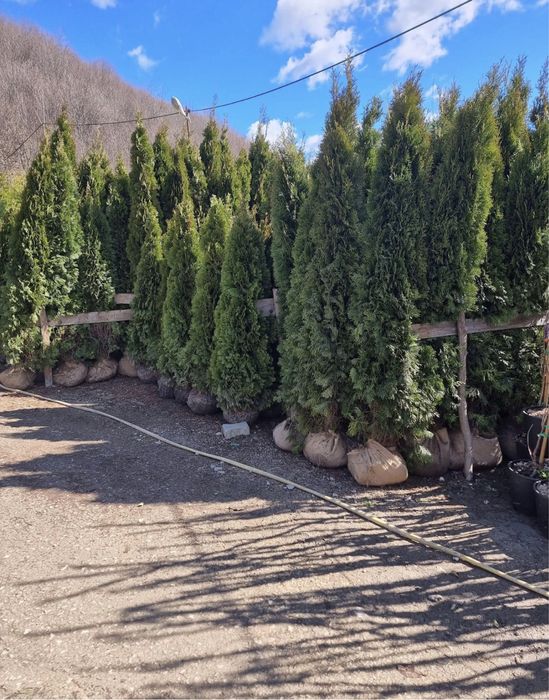 Plante ornamentale aclimatizate