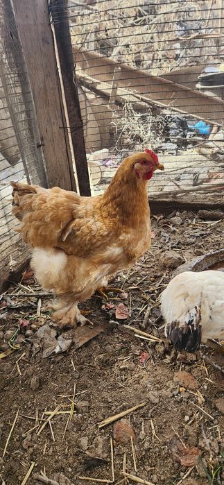 Домашние яйца можно и на икубатор  можно и  кушать без дабавок  звонит