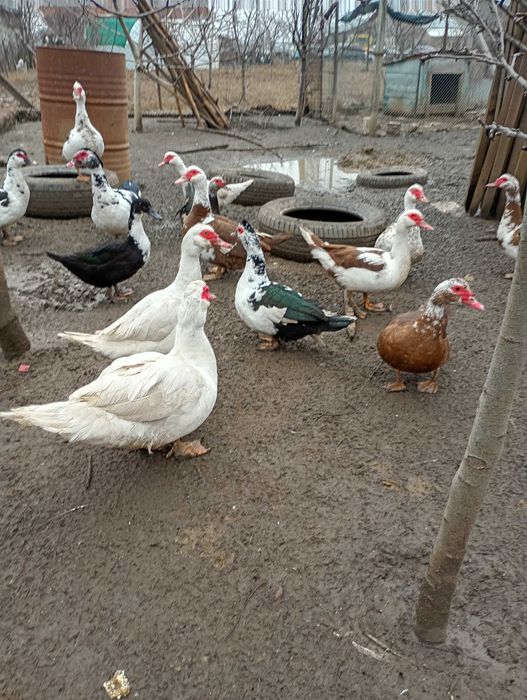 Rate mute de vânzare ,100 lei bucata