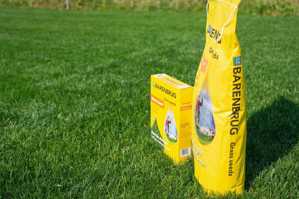 Gazon uruglari barenbur gollandiya