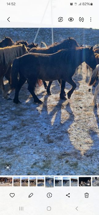 Қысыр семіз би сатамын