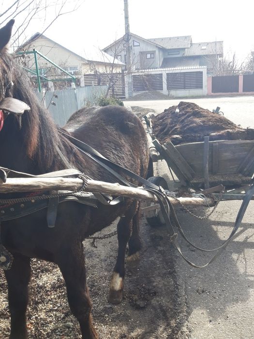 Vând cal semigreu românesc