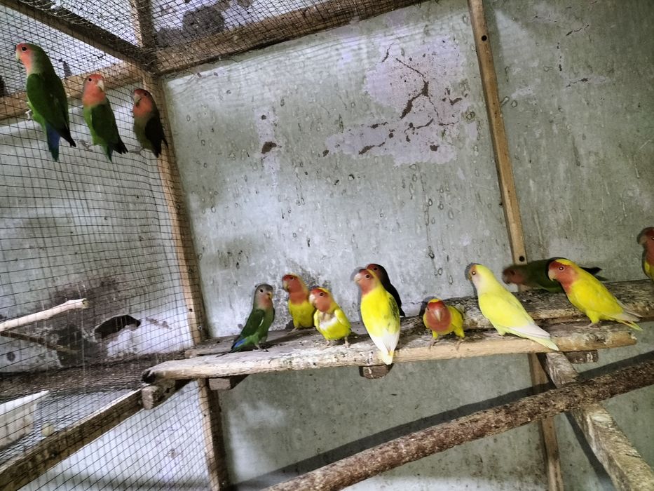 Хар хил кушлар сотилади