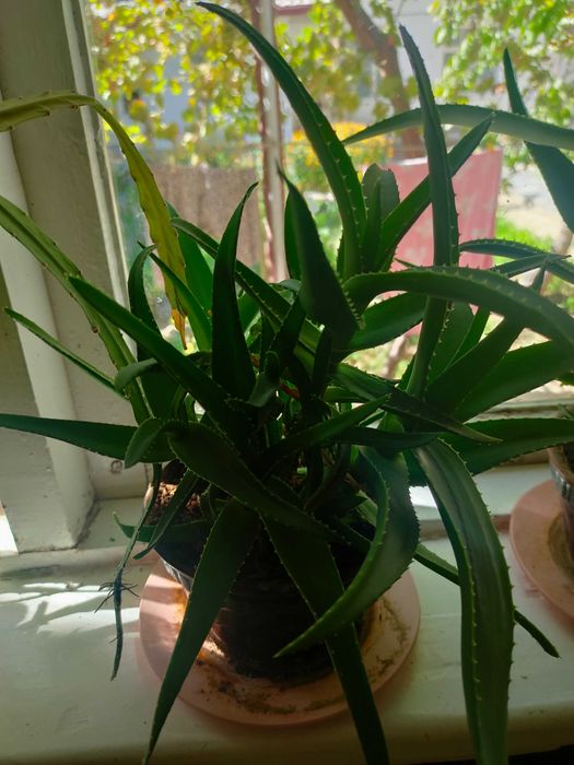 цветы: герань, алоэ вера, лилии и другие