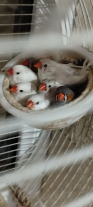 Зеброви Амадинкалар сотилади